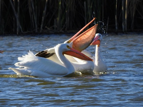 yuma pelican 2.jpg